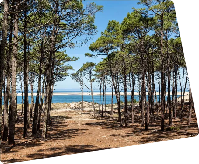 Path to the beach through the pines