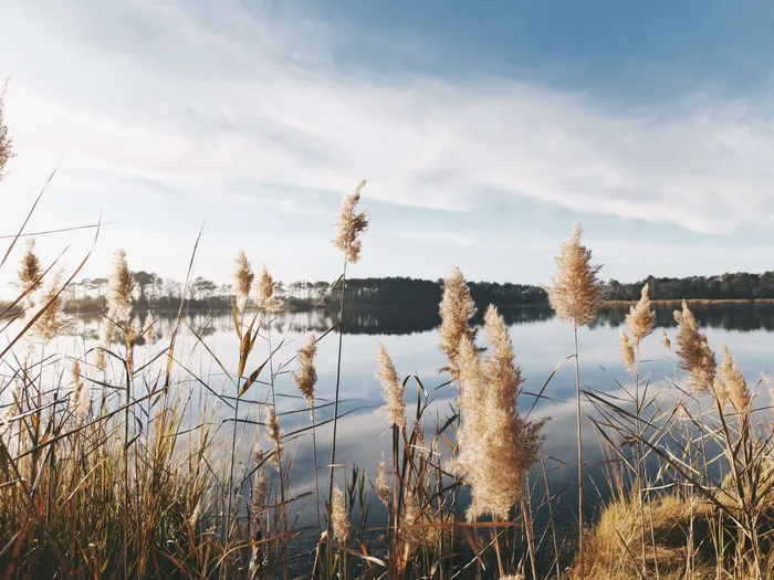 Reeds on the shore of a Landes lake